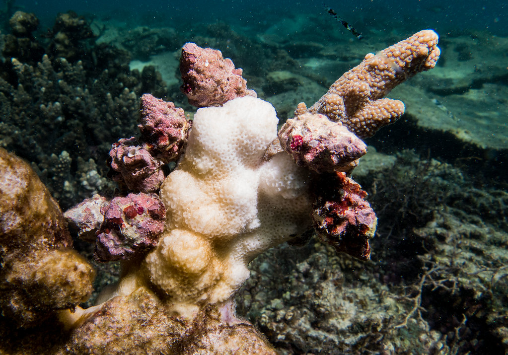 Coraleating snail Drupella sp Six Drupella munching away … Flickr