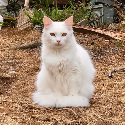 Pretty cat seen at Elfin Forest trailhead Los Osos, CA Flickr