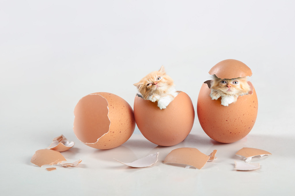 Kittens Lovely kittens inside broken eggs Krunja Photography Flickr