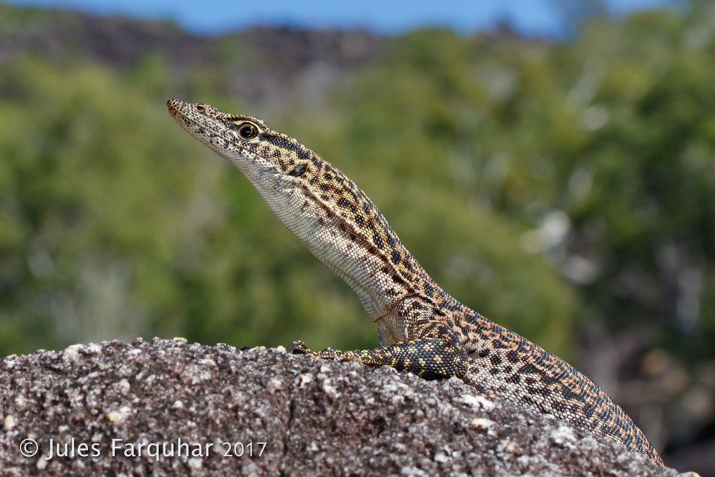Monitor Lizards (Varanidae) Flickr