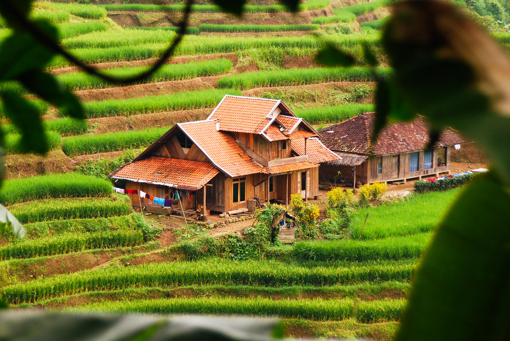 Paddy rice field Rice paddy fields in Gunung Simpang, West… Flickr