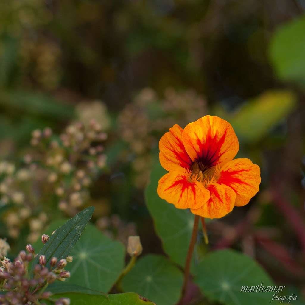 Caper flower The capers grow naturally in Campos do Jordão… Flickr