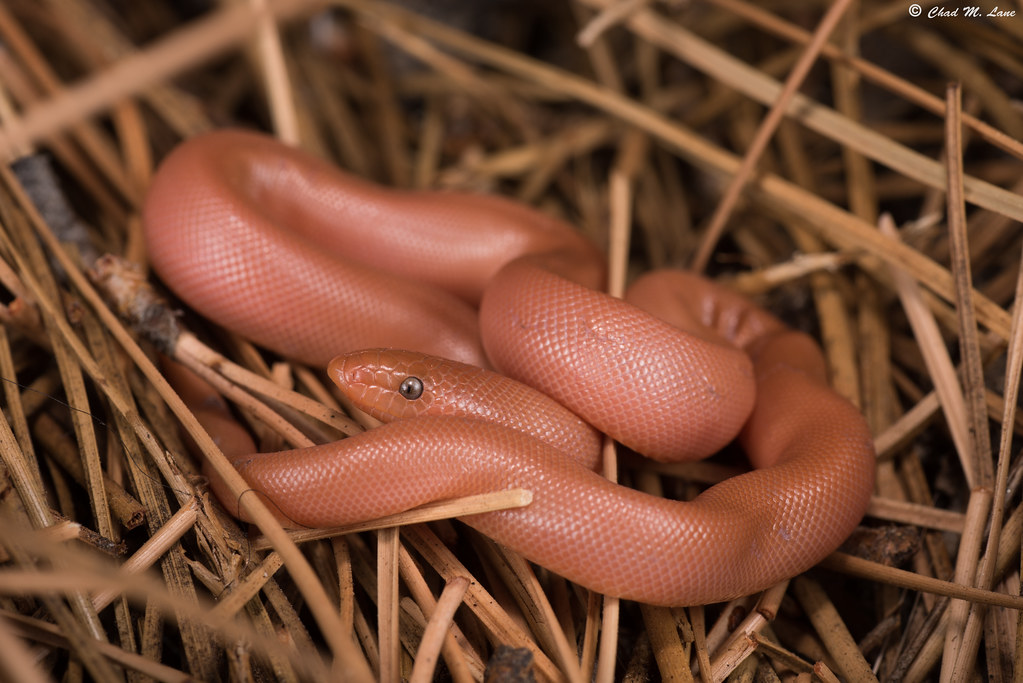 Northern Rubber Boa (Charina bottae) Washoe County, Nevada… Flickr