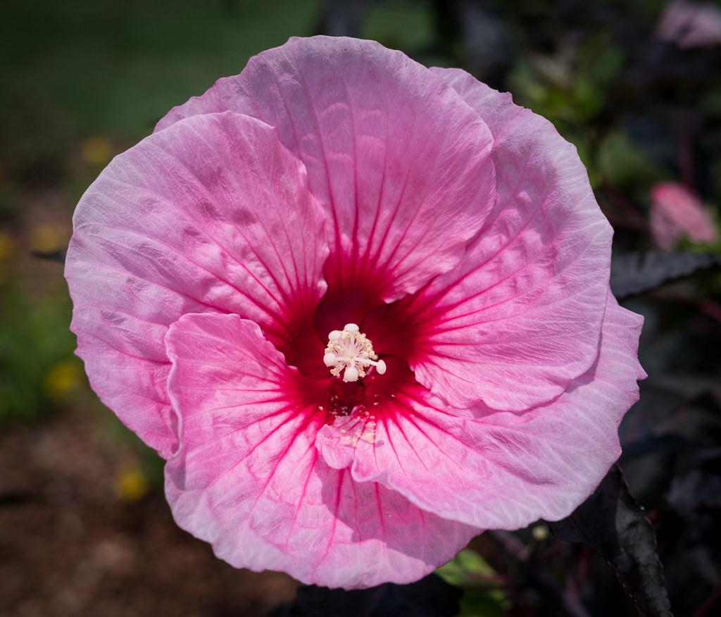 Pink Hibiscus, Dallas Arboretum Sharon Mollerus Flickr