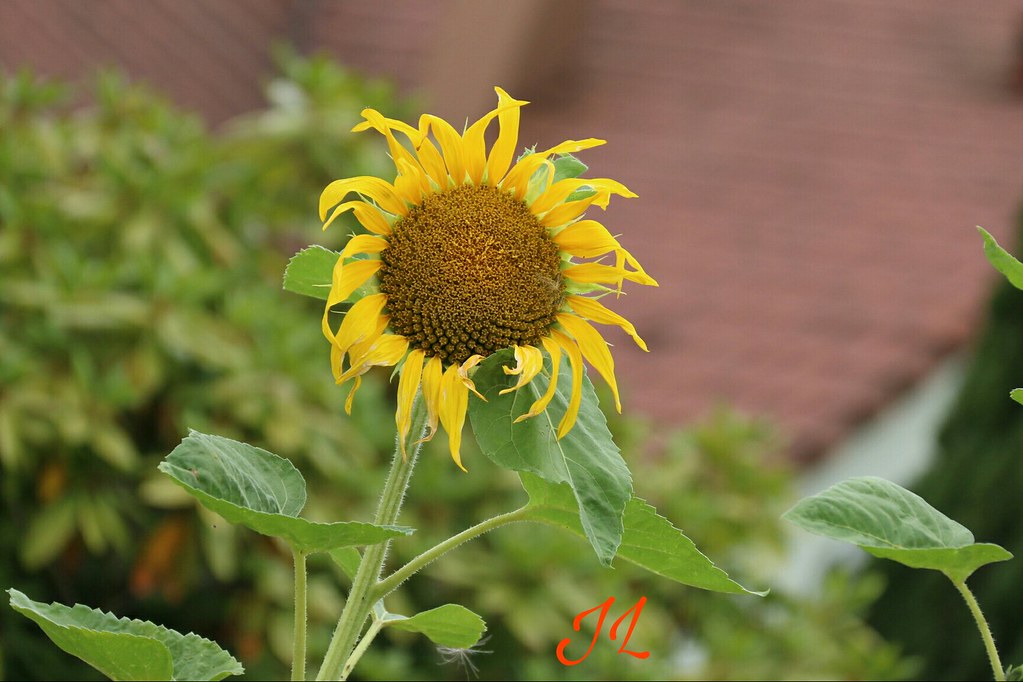 Fleurs JEREMY Lejeune Flickr