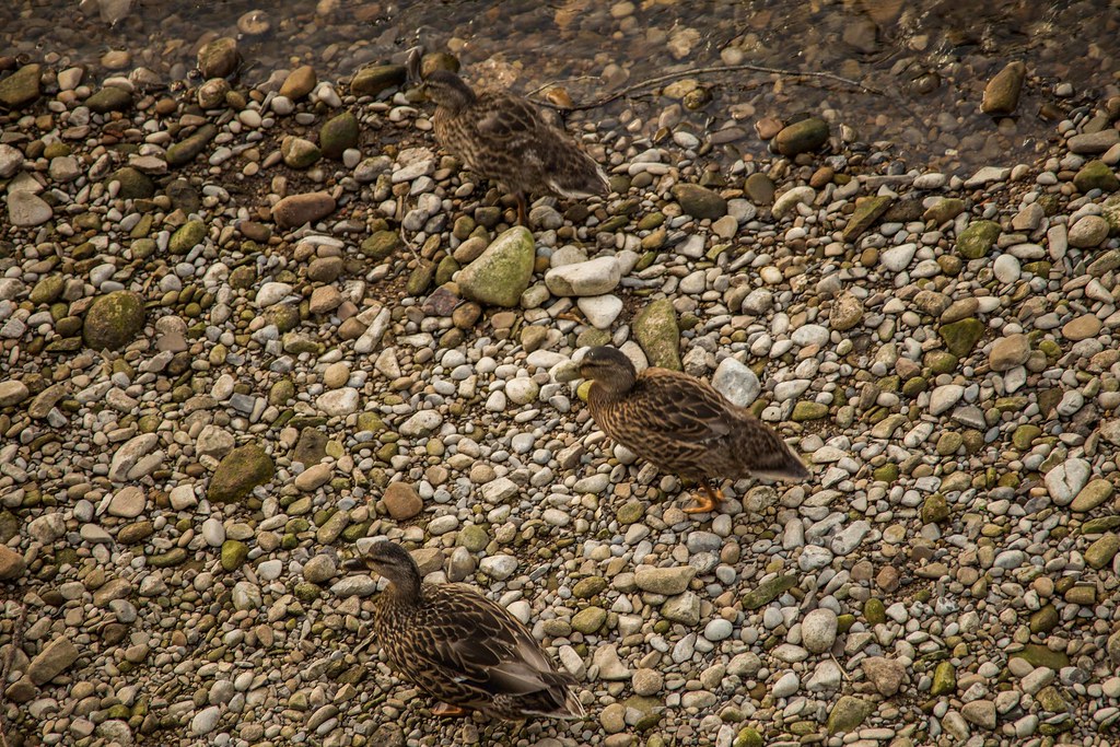 Wharfe65 Trio of ducklings taking an evening walk… Flickr