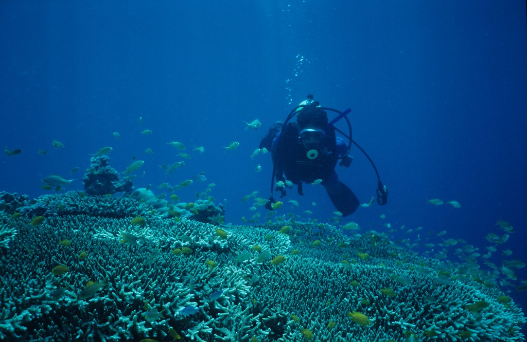Diving off Cebu, Philippines. Near Mactan Island, Cebu, Ph… Flickr