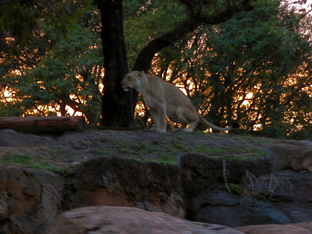 Sunset Safari Disney's Animal Kingdom Andrew King Flickr