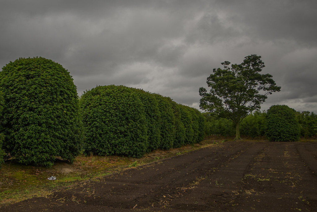 Fertile land. Fukuoka, Japan, Yasuyuki Oomagari Flickr