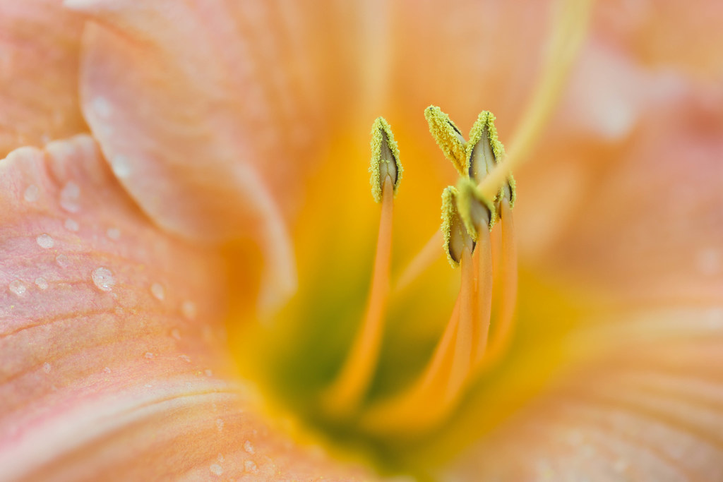 Lily Denver Botanic Gardens Michael LevineClark Flickr