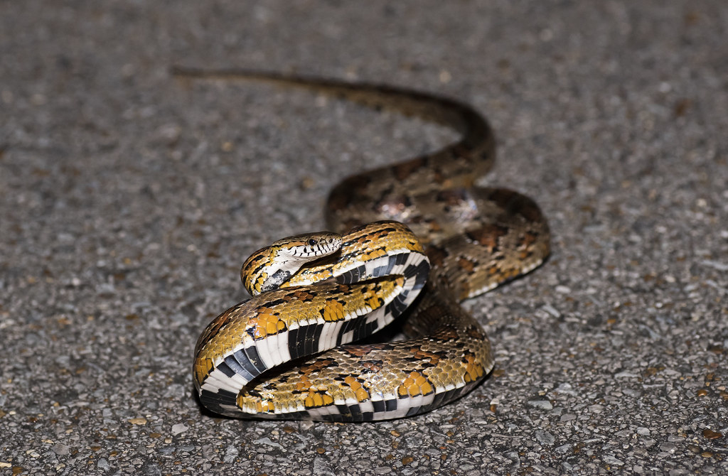 Corn snake Tennessee style JimB1979 Flickr
