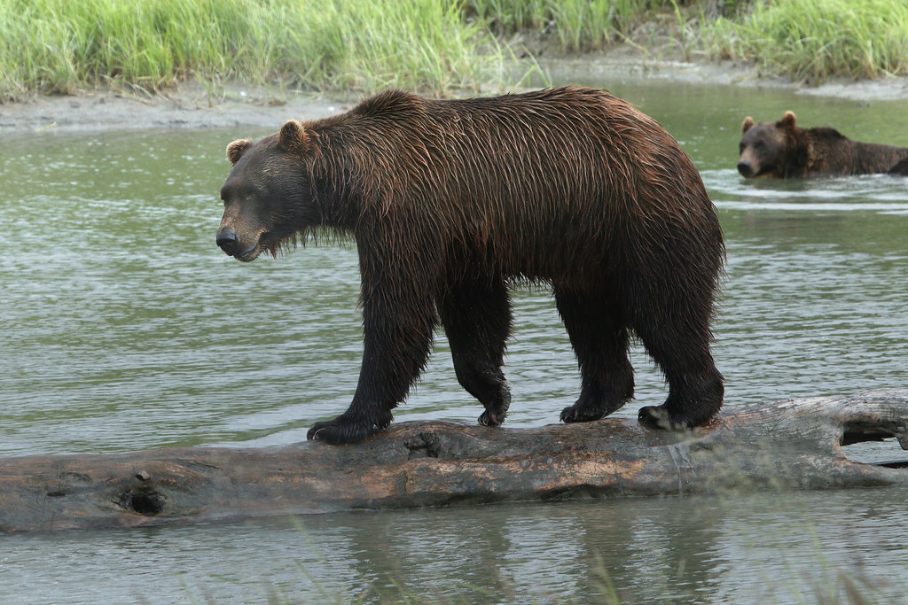 brown bear on a log Alaska Wildlife Conservation Center … Flickr