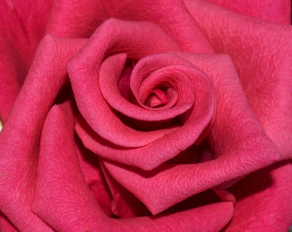 pink rose Jane Price Flickr