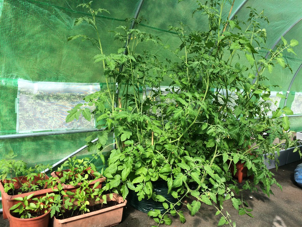 My QVC Garden 2017 Tomato & Chilli Plants in the PolyTunn… Flickr