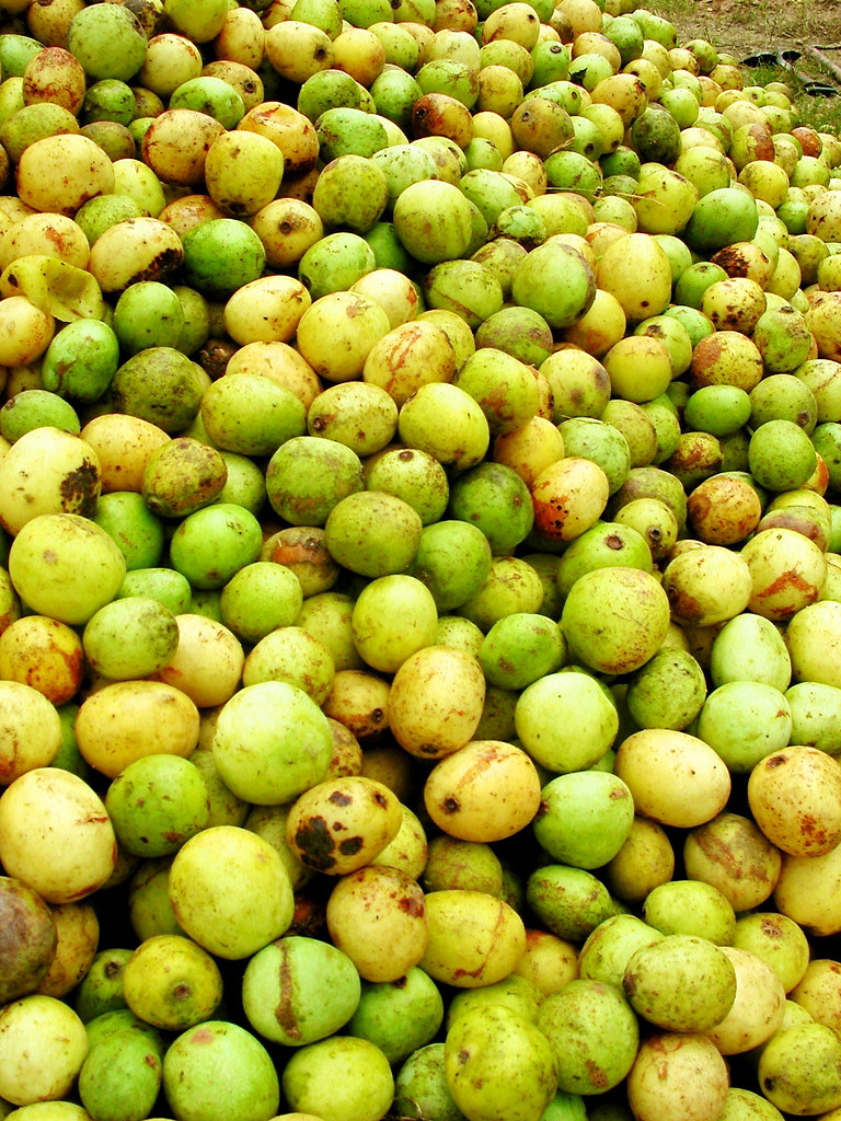 Marula CIFOR Knowledge