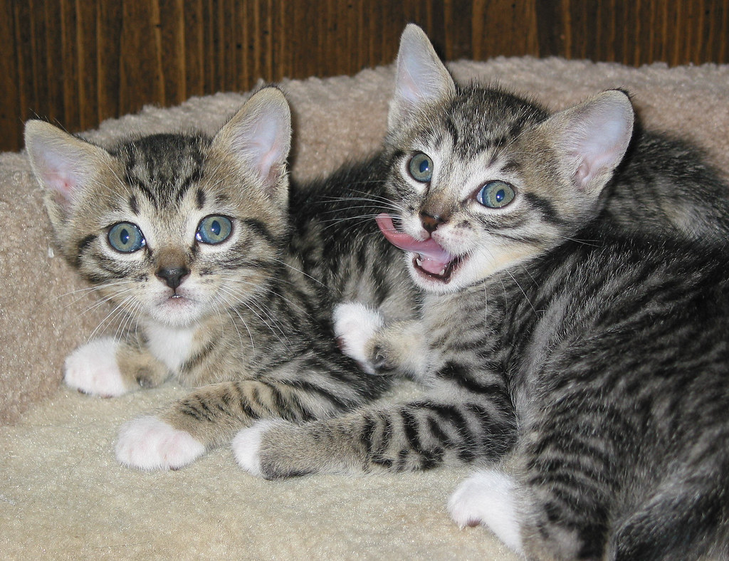 A00D2 Here are litter mates John and June but I cannot tel… Flickr