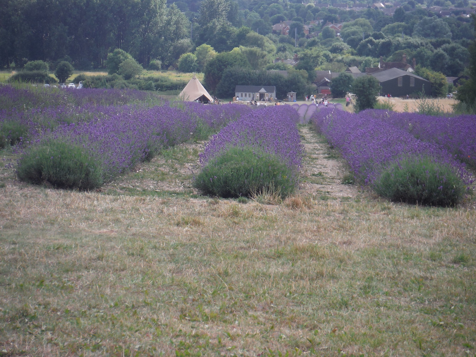 Arlesey to Letchworth Garden City walk
