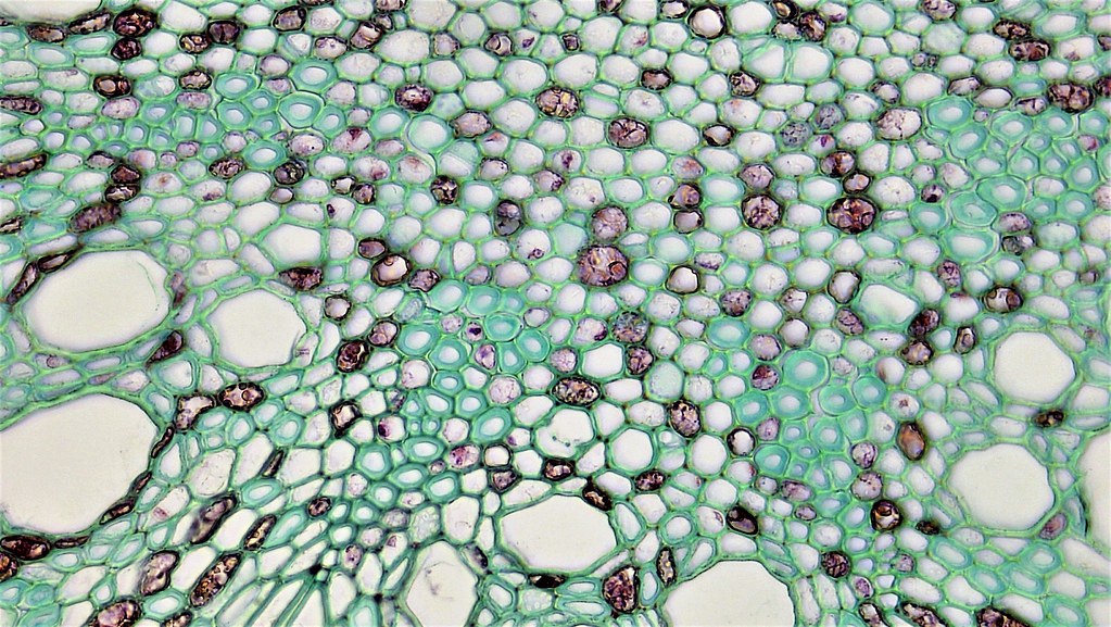 Woody Dicot Root Quercus cross section Older Quercus roo… Flickr