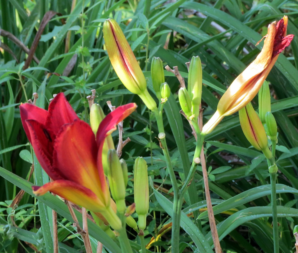 Sunshine On Day Lilies. Sun shines on the day lilies this … Flickr