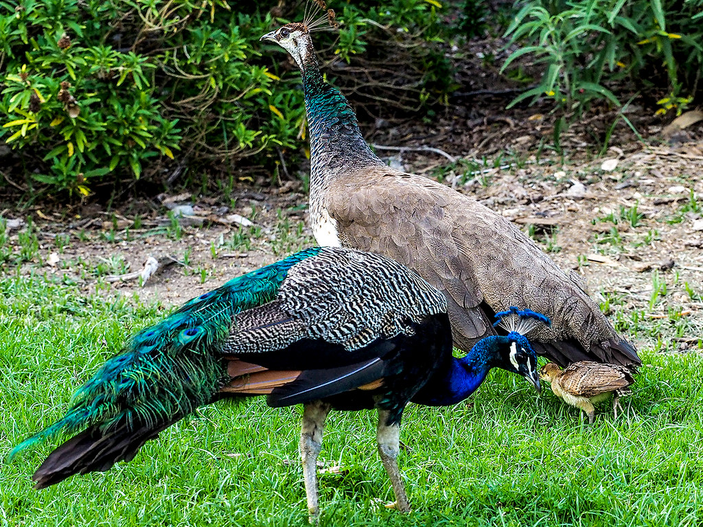 Family peacock time at the LA Arboretum The peacock parent… Flickr