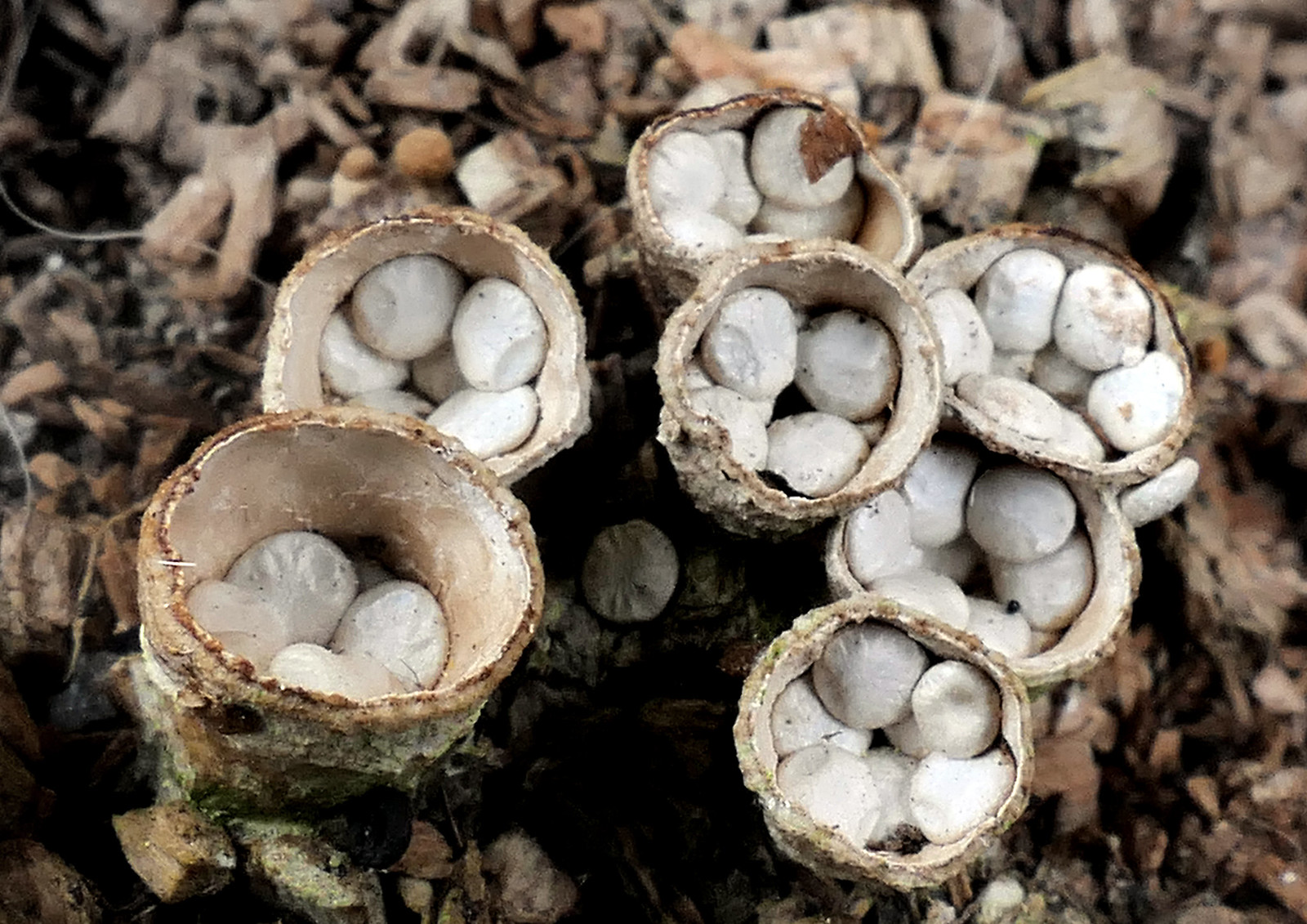 Birds nest fungus Flickr