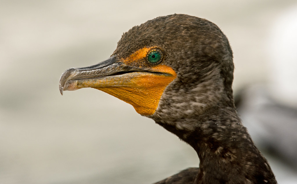 Doublecrested Cormorant (Phalacrocorax auritus) Virginia … Flickr