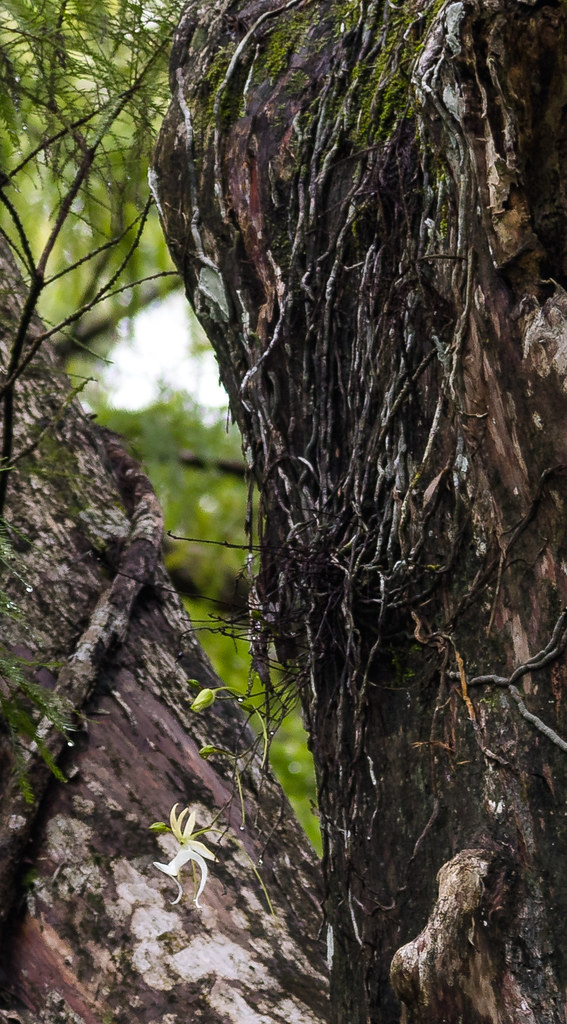 Ghost Orchid Corkscrew Swap Sanctuary Scott Thompson Flickr
