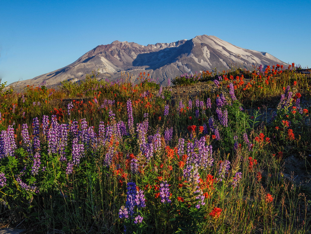Mt. St. Helens & flowers Day 198 / 365 Wayne Chadwick Flickr