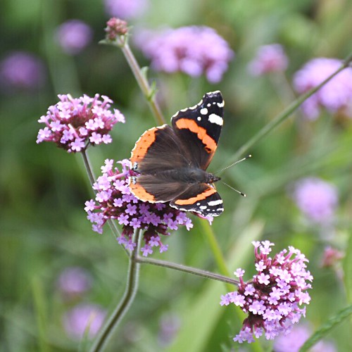 Red Admiral In my garden, on the Verbena Mark Gosling Flickr