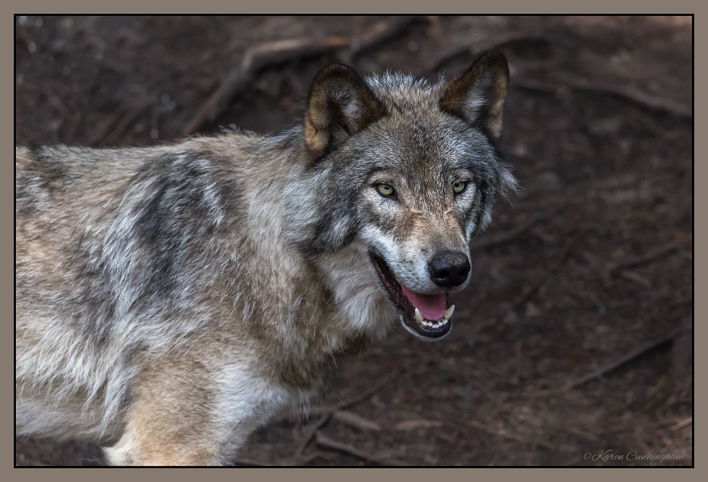 Timber Wolf Taken at Parc OmegaMontebello, Quebec hey its k Flickr