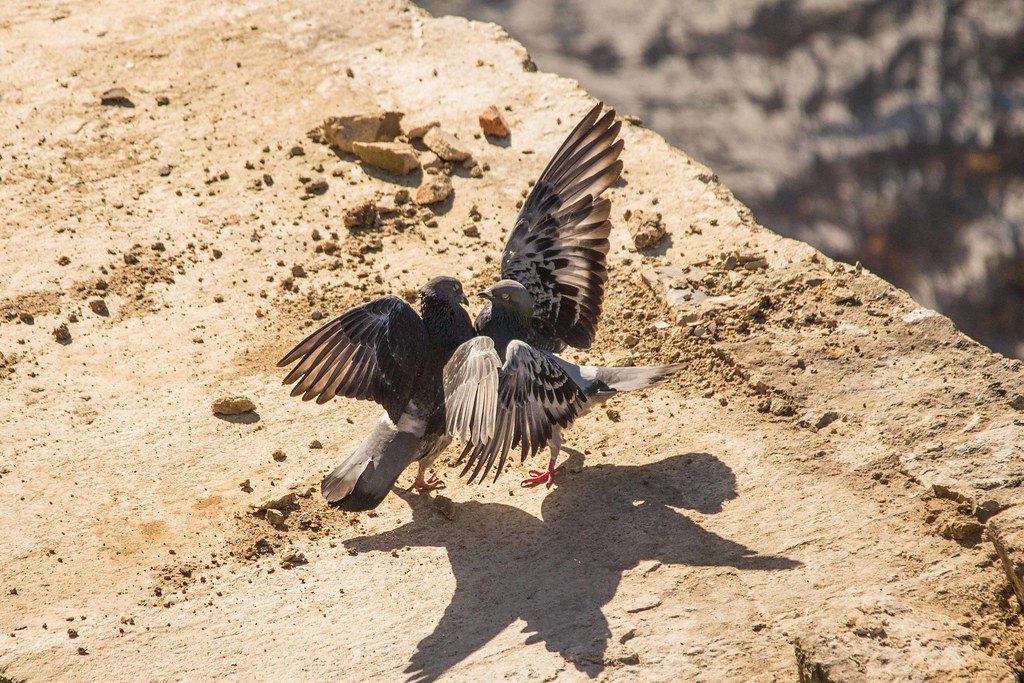 Wharfe83 Pigeons courting on the river side at Ot… gerrylawson Flickr
