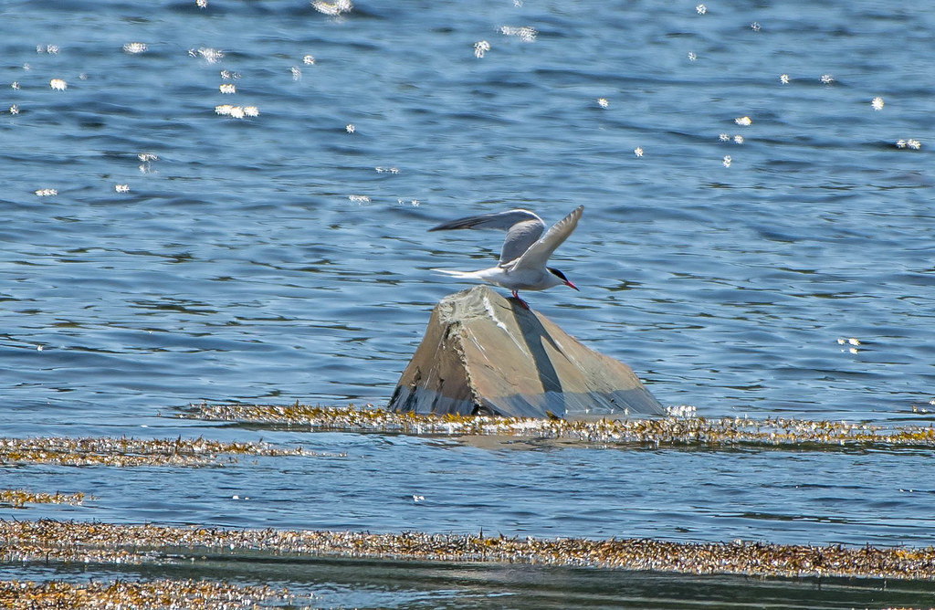 Common Tern, Cape Broyle Common Tern, Cape Broyle Flickr
