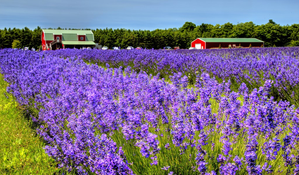 Lavender Fields Forever Washington Island, Wisconsin Anoth… Flickr