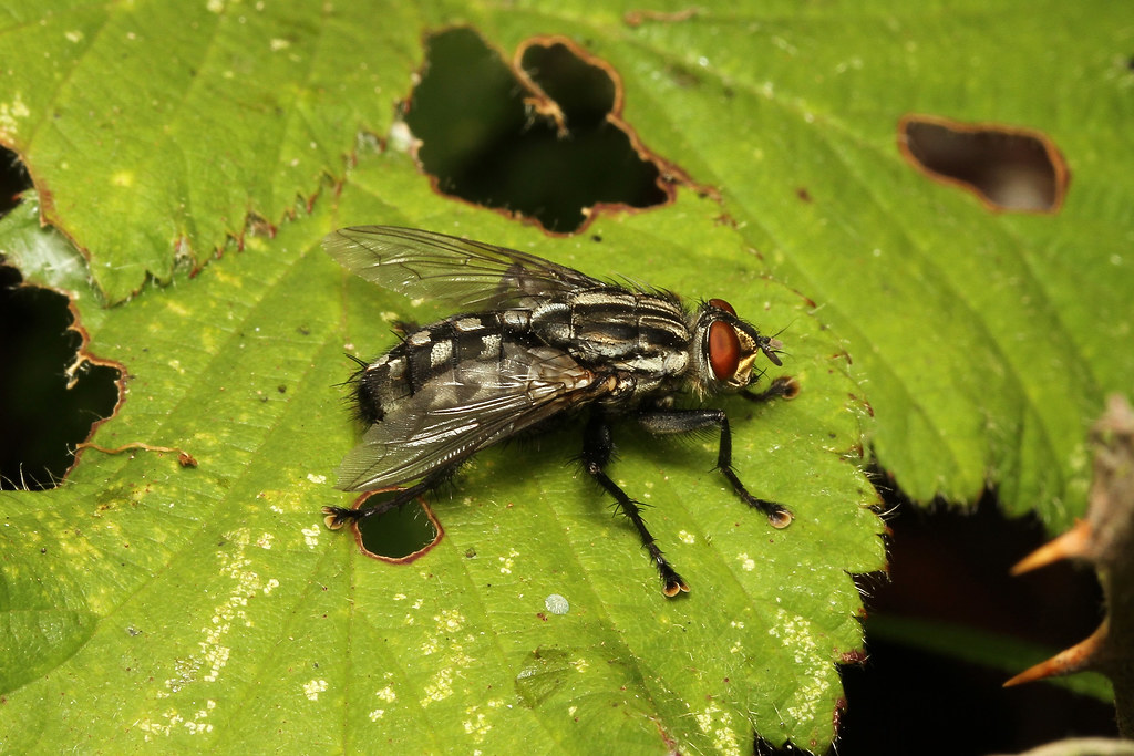 Sarcophaga carnaria (Flesh Fly) Guernsey Grand Pre Natur… Flickr
