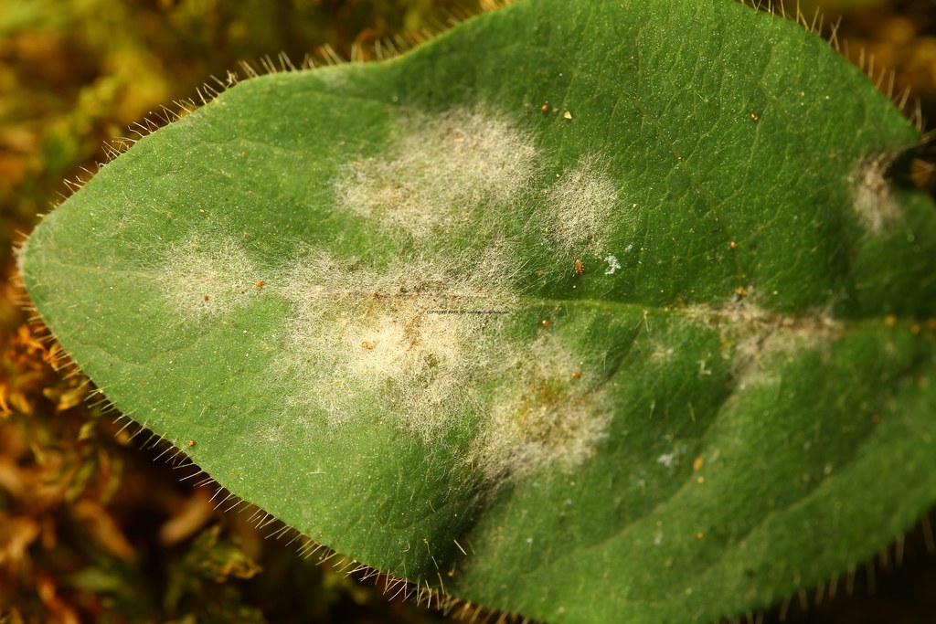 Erysiphe_lonicerae_Honeysuckle_Powdery_Mildew_Alderfen_Bro… Flickr