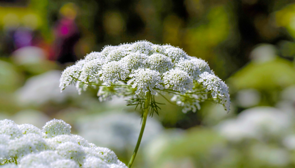 Cow Parsley ? RHS Wisley Anthriscus Silvestre's, known as … Flickr