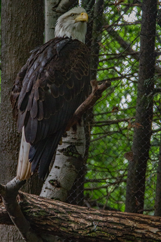 bald eagle Minnesota Trail Plain Adventure Flickr