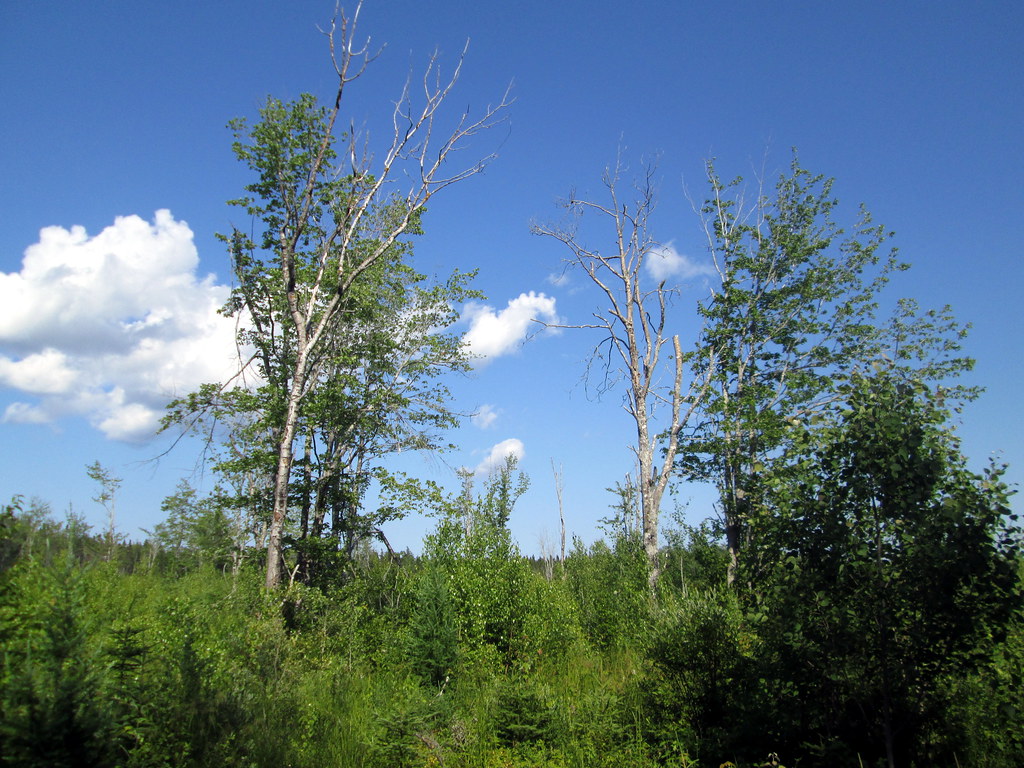Portage, PEI July 16, 2017. Confederation Trail Larry Flickr