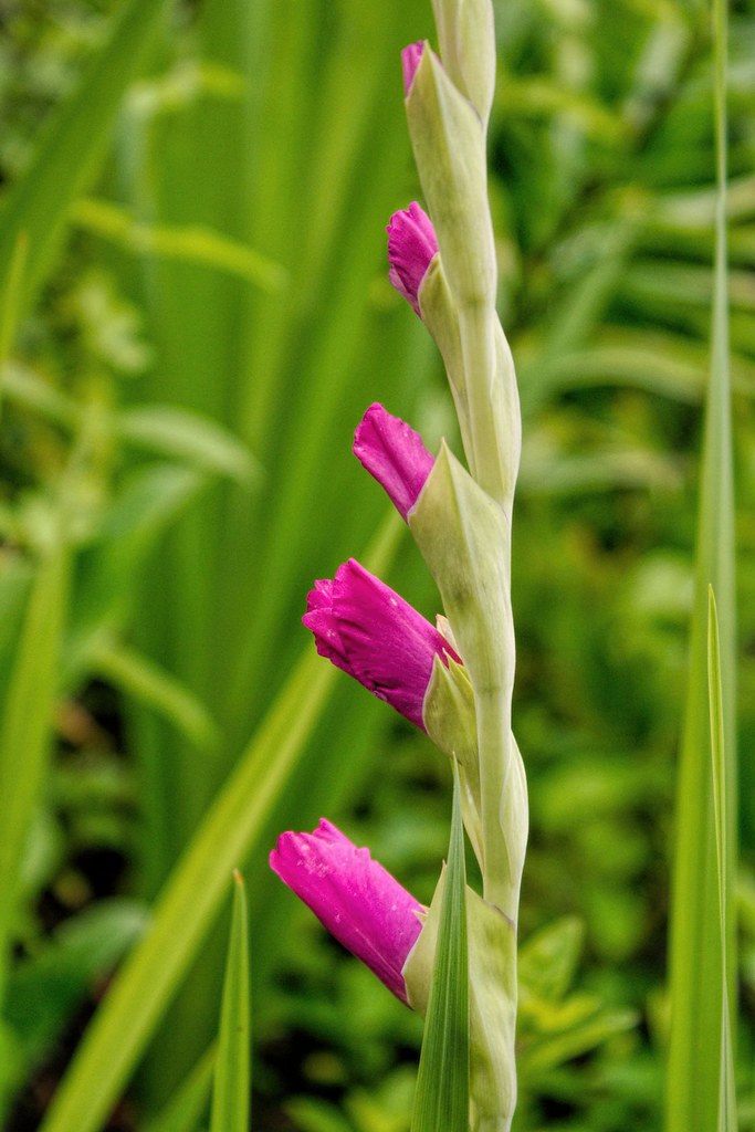 Gladiolus Buds Bothell Landing Park Bothell, WA Mr.LeeCP Flickr