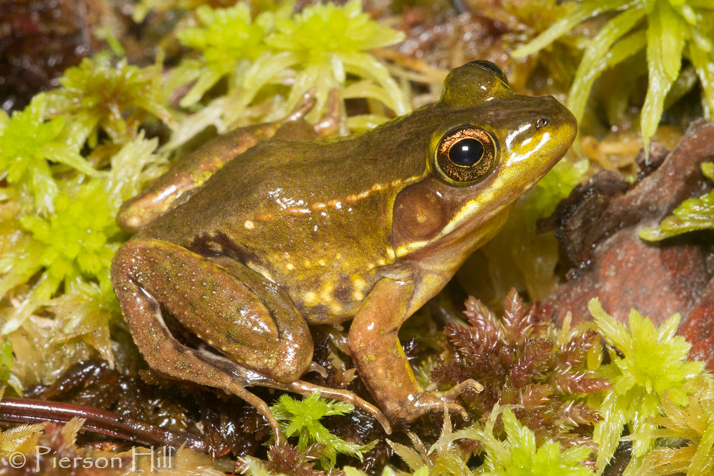 Flickriver Photoset 'Florida Bog Frog (Lithobates [Rana] okaloosae