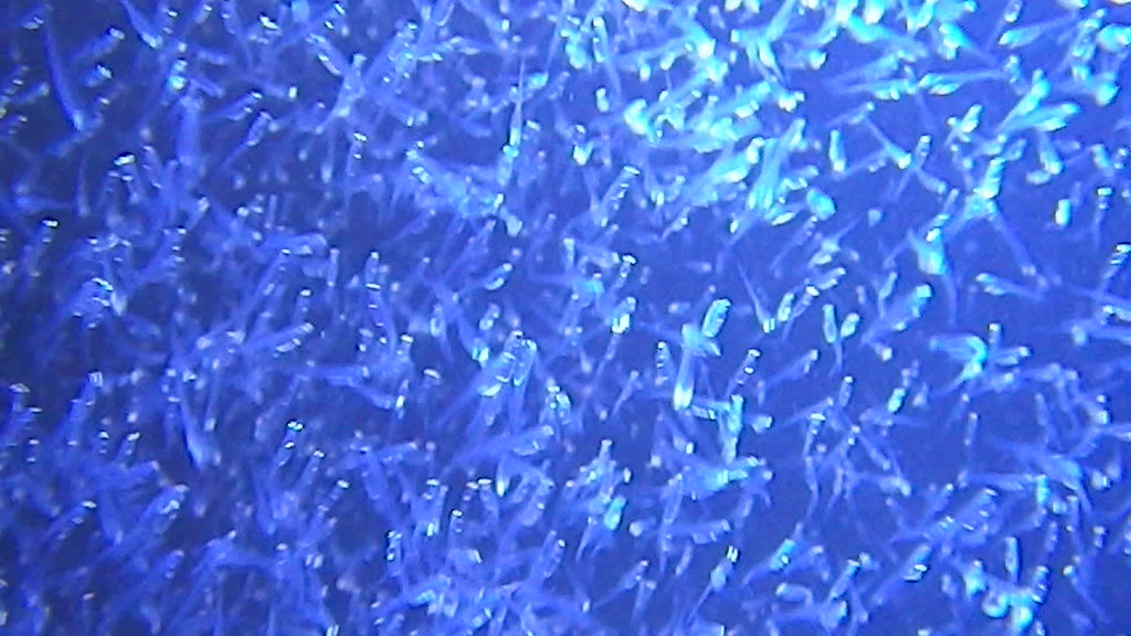 Ennis National Fish Hatchery Flickr