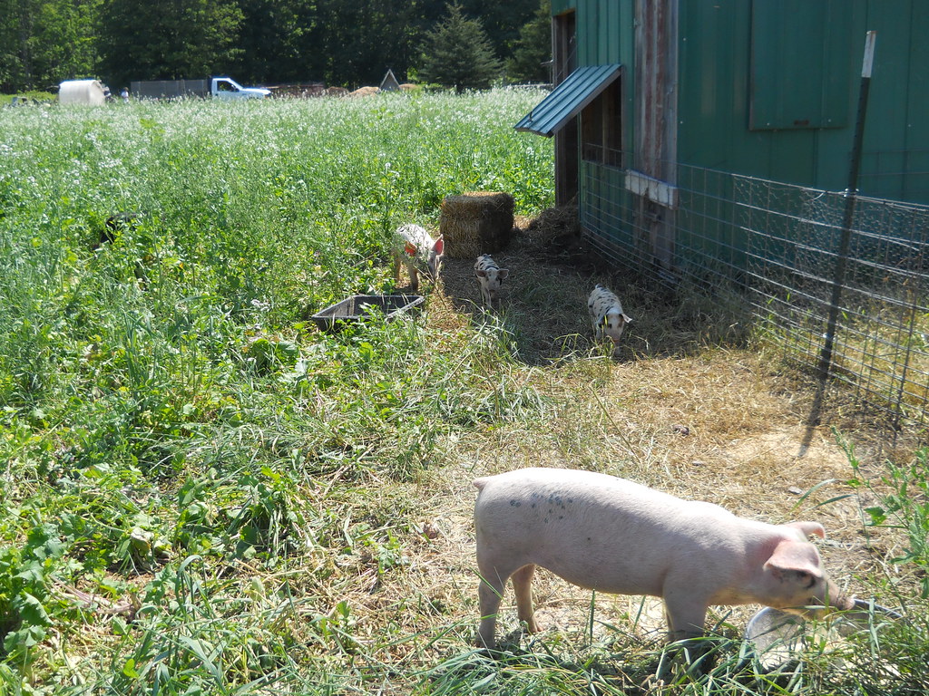Grazing paddock (pig) on small Alger County hog enterprise… Flickr
