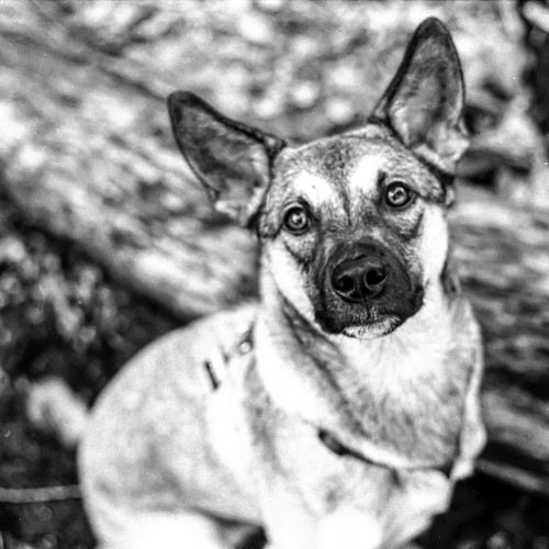 Arlo the Dog, film photo Arlo the Dog, shot on FujiColor 2… Flickr