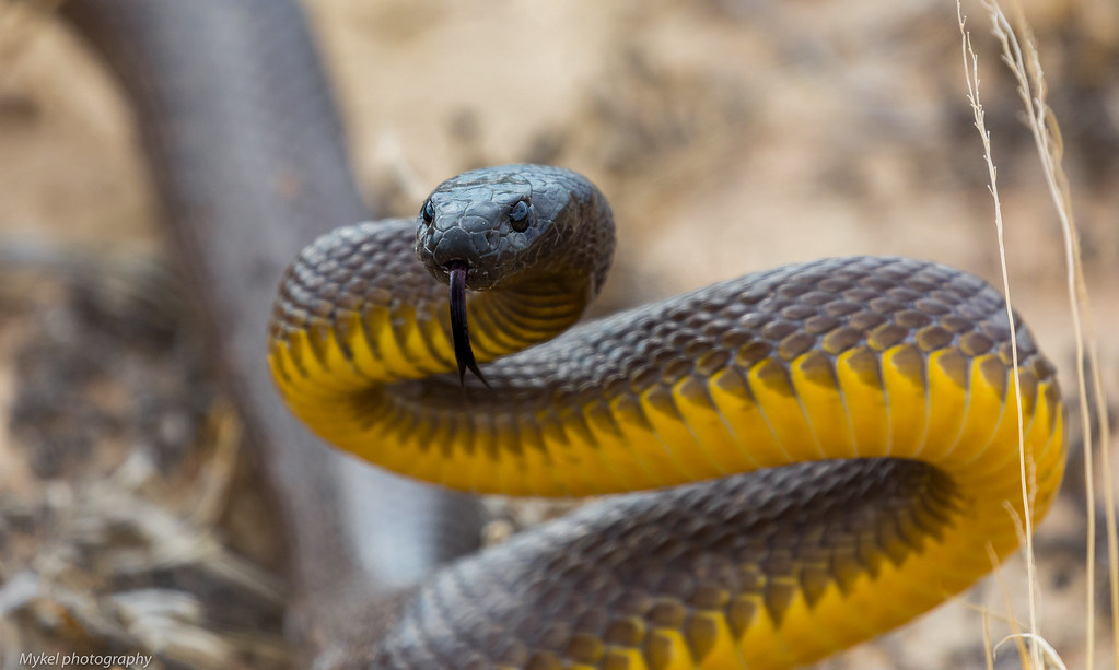 The inland taipan, also commonly known as the western taip… Flickr