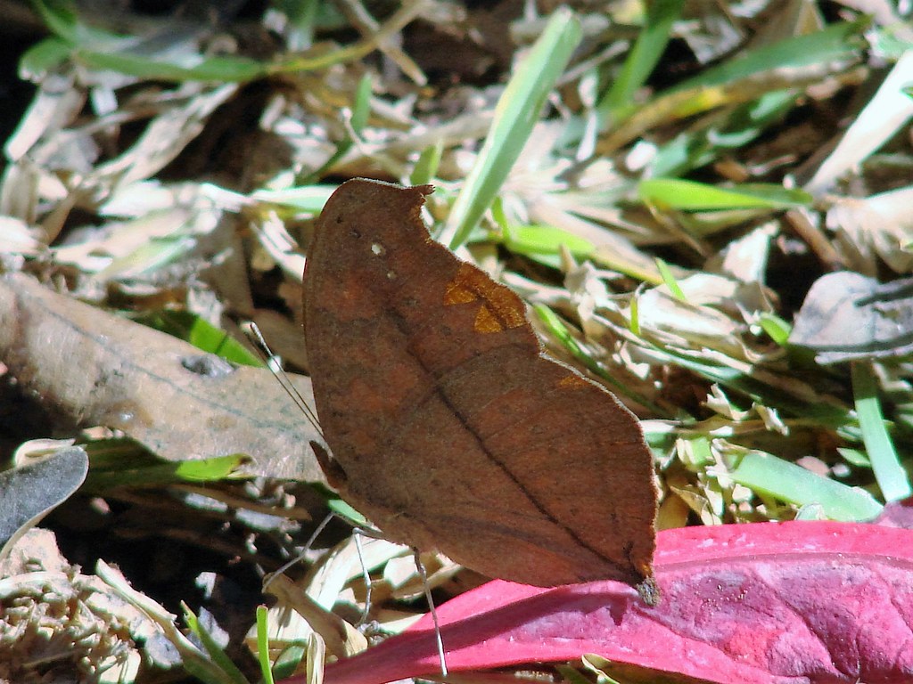 Butterfly Mandara, Harare, Zimbabwe. Still trying to ID th… Flickr