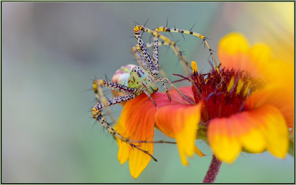 Nightmares... These spiders like to sleep in a warm spot, … Flickr