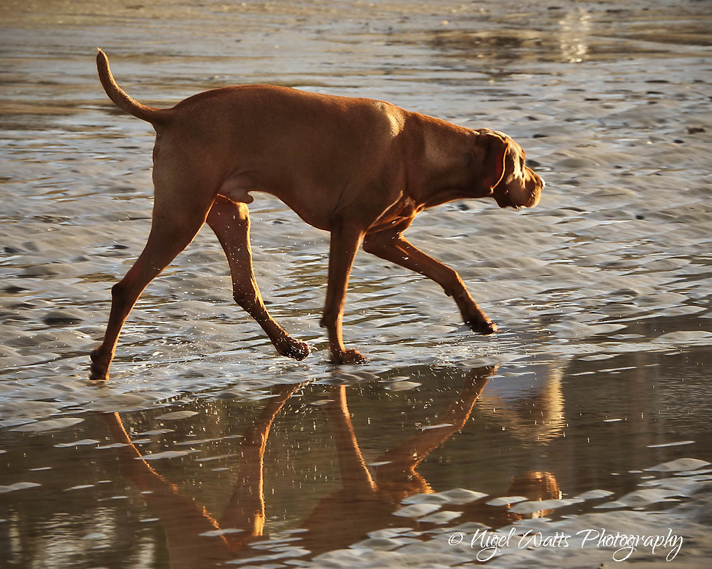 Dogs enjoying the beach Mt Maunganui Beach, Tauranga, NZ Flickr