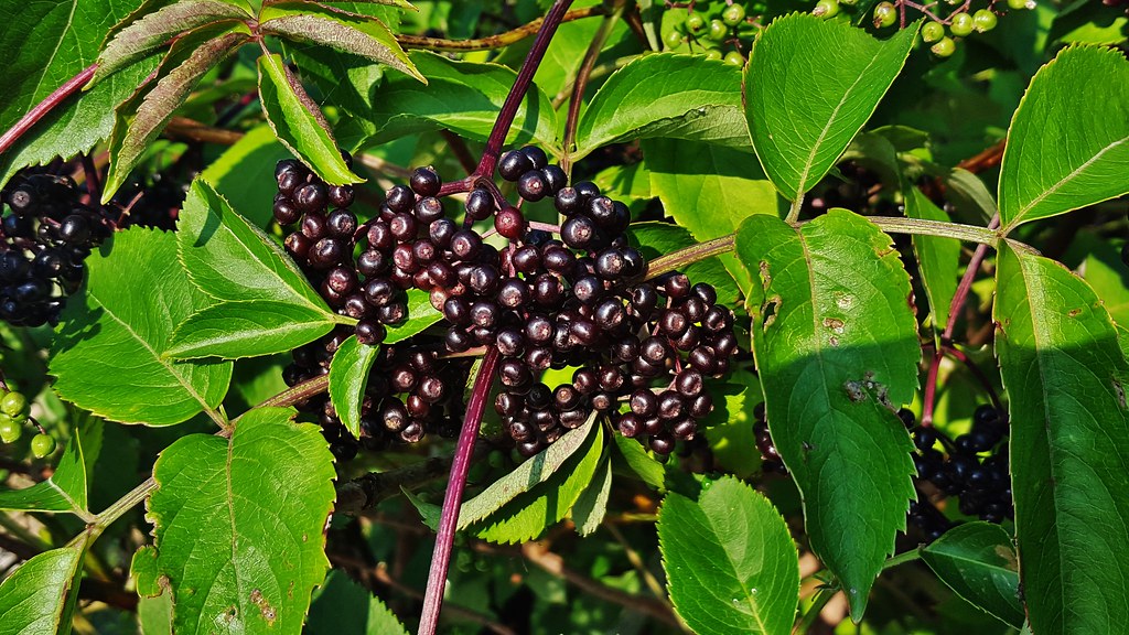 7 Plants That Attract Bluebirds [Grow These at Home] Bluebird Landlord