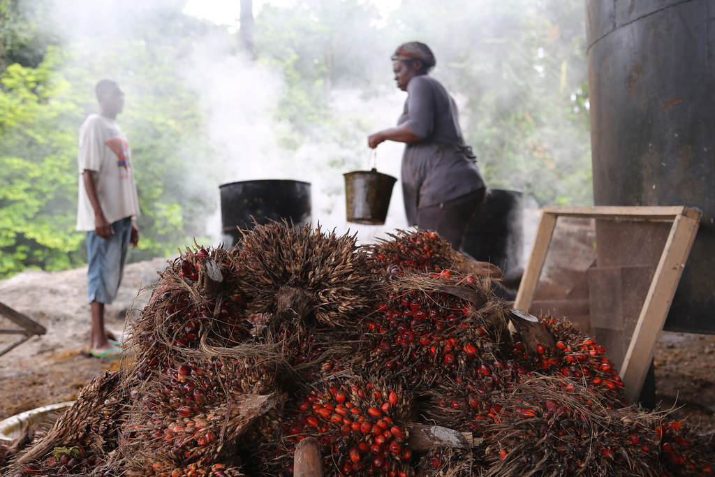 Oil palm industry in Cameroon Inside a palm oil processing… Flickr