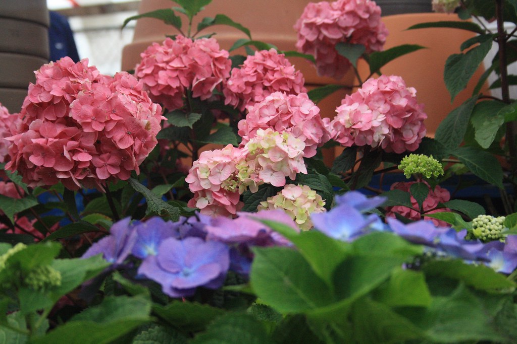 IMG_0023 JC Martin Flickr